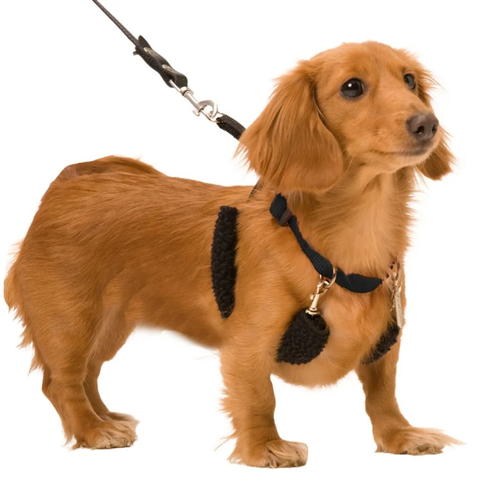 Stops Pulling Sporn Training Dog Halter Size Large